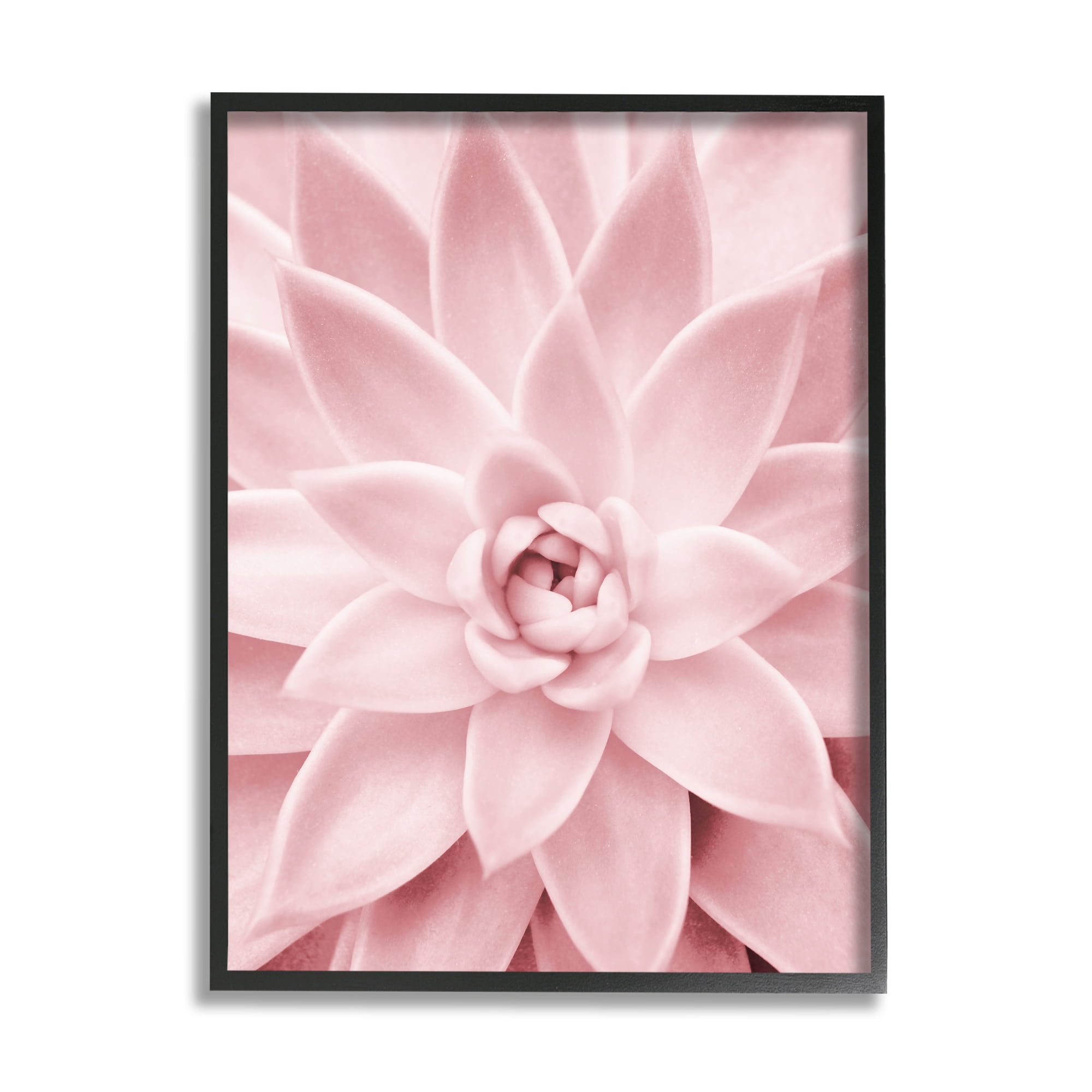 Stupell Industries Pastel Pink Succulent Botanical & Floral Photography Black Framed Art Print Wall Art, 11 x 14