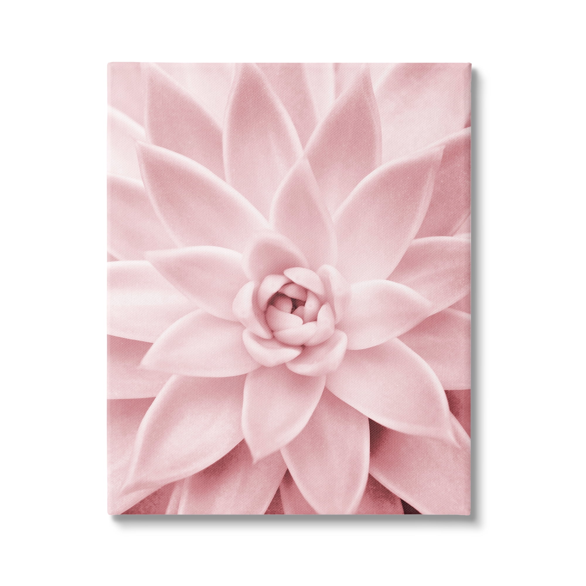 Stupell Industries Pastel Pink Succulent Botanical & Floral Photography Gallery Wrapped Canvas Print Wall Art, 24 x 30