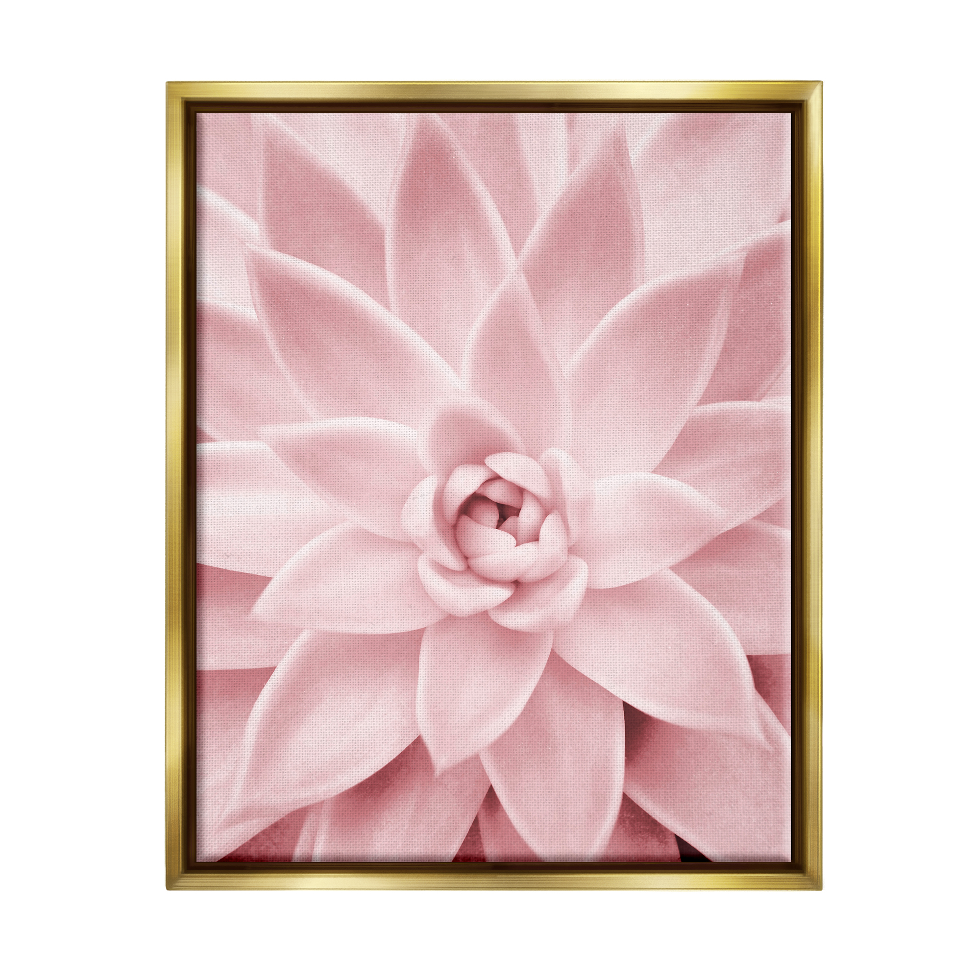 Stupell Industries Pastel Pink Succulent Botanical & Floral Photography Gold Floater Framed Art Print Wall Art, 25 x 31