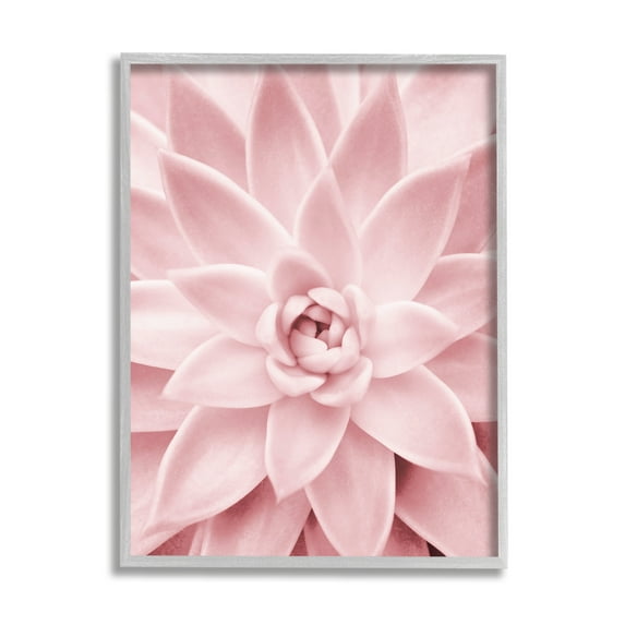 Stupell Industries Pastel Pink Succulent Botanical & Floral Photography Gray Framed Art Print Wall Art, 11 x 14