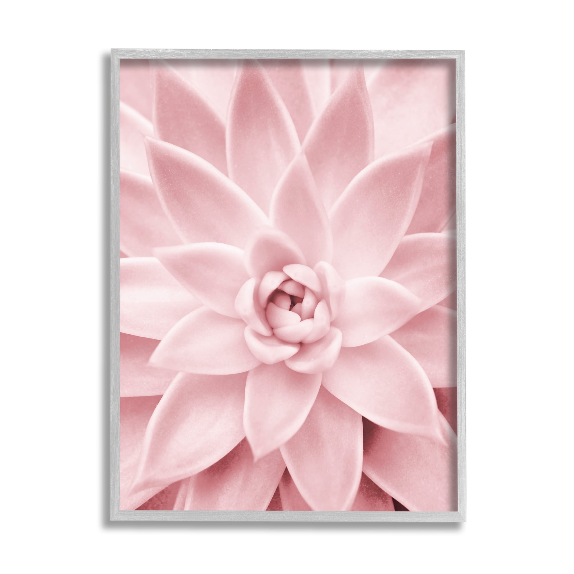 Stupell Industries Pastel Pink Succulent Botanical & Floral Photography Gray Framed Art Print Wall Art, 24 x 30