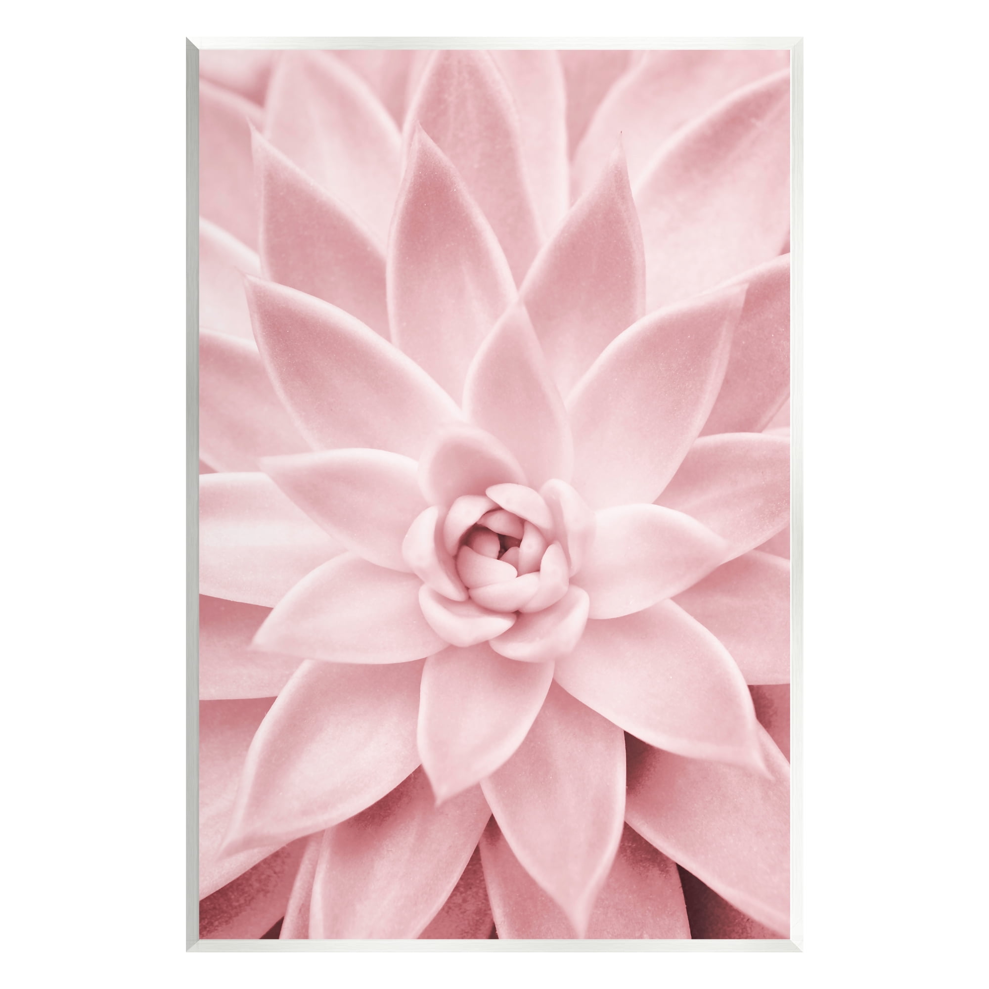 Stupell Industries Pastel Pink Succulent Botanical & Floral Photography Unframed Art Print Wall Art, 10 x 15