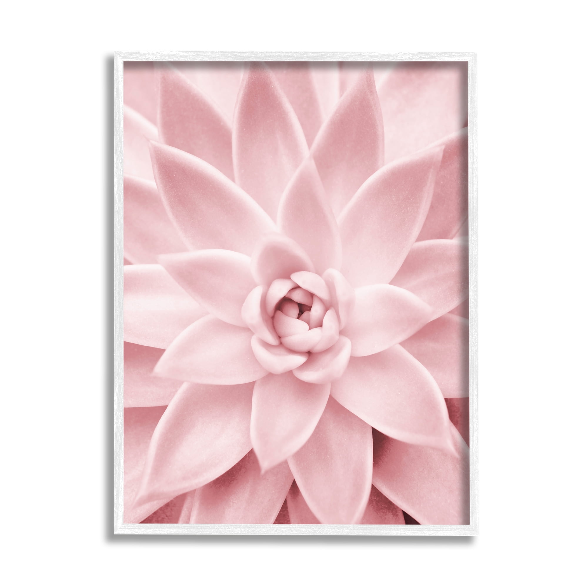 Stupell Industries Pastel Pink Succulent Botanical & Floral Photography White Framed Art Print Wall Art, 24 x 30
