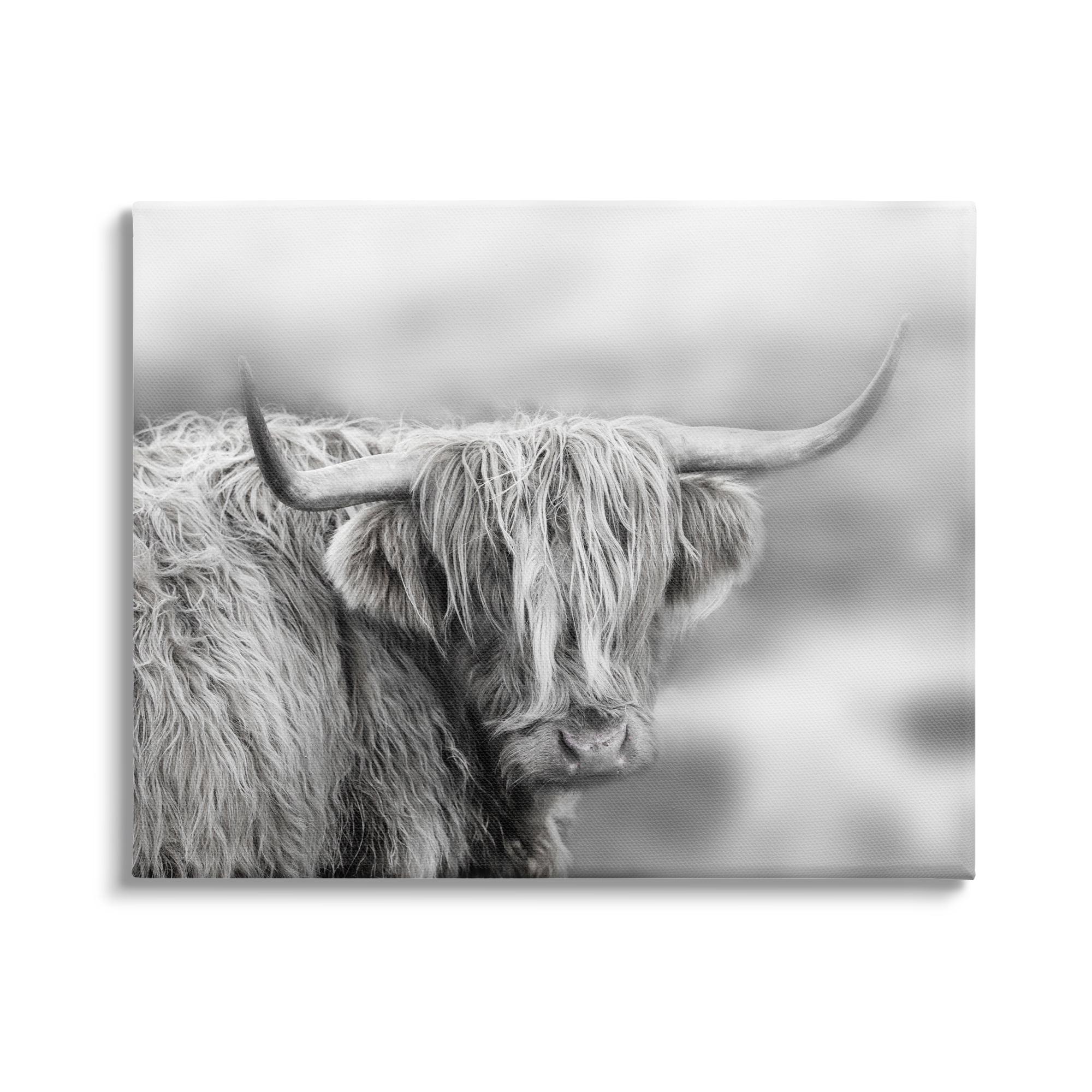Stupell Industries Peaceful Detailed Monochrome Longhorn Cattle Portrait , 48 x 36, Design by Danita Delimont