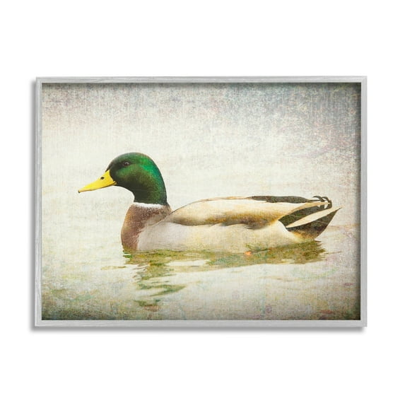 Stupell Industries Peaceful Mallard Duck Bird Swimming Water Detailed Framed Wall Art, 30 x 24, Design by Daniel Sproul