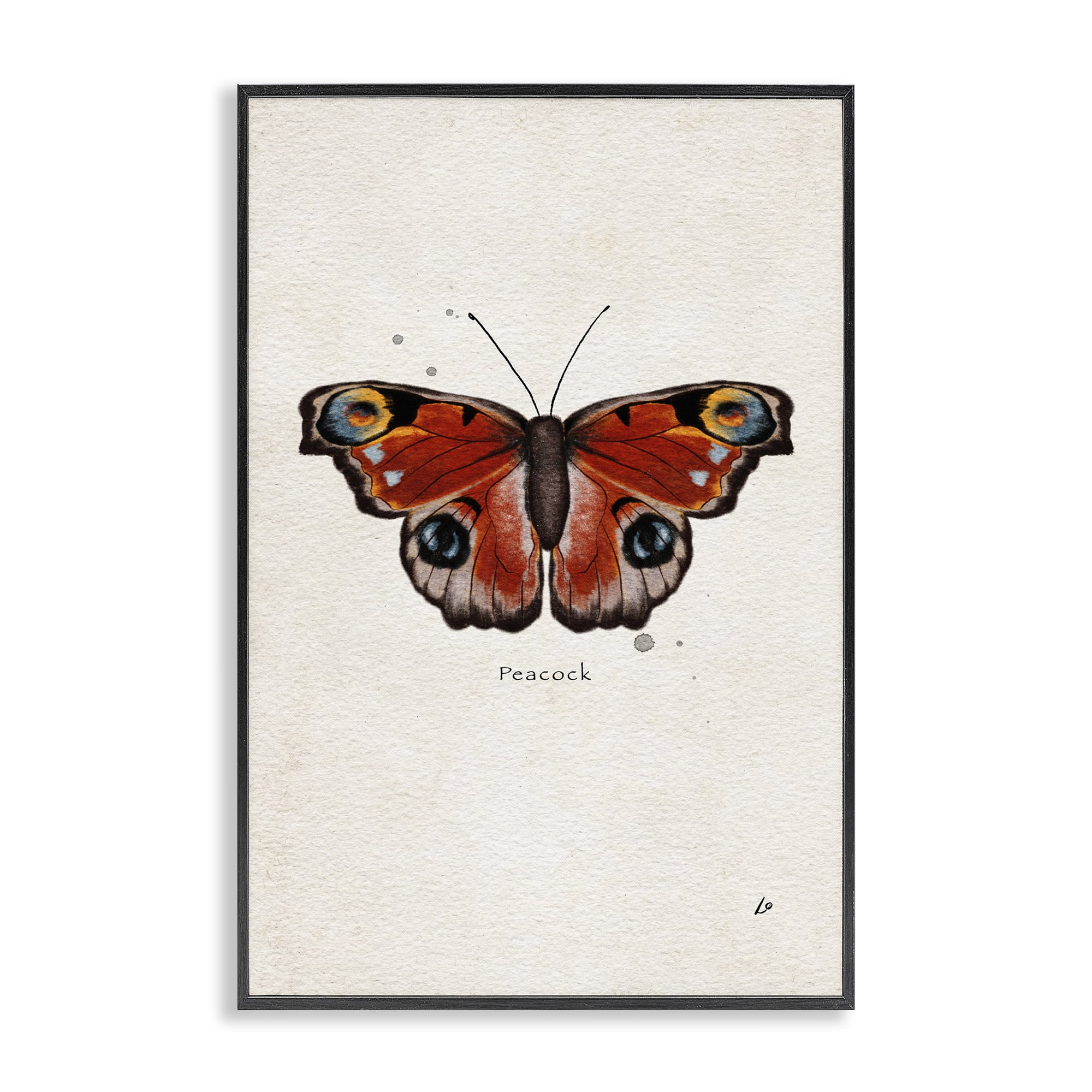 Stupell Industries Peacock Butterfly Study Insects Painting Black Framed Art Print Wall Art, 16 x 24