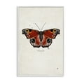 thumbnail image 1 of Stupell Industries Peacock Butterfly Study Insects Painting White Framed Art Print Wall Art, 20 x 30, 1 of 2