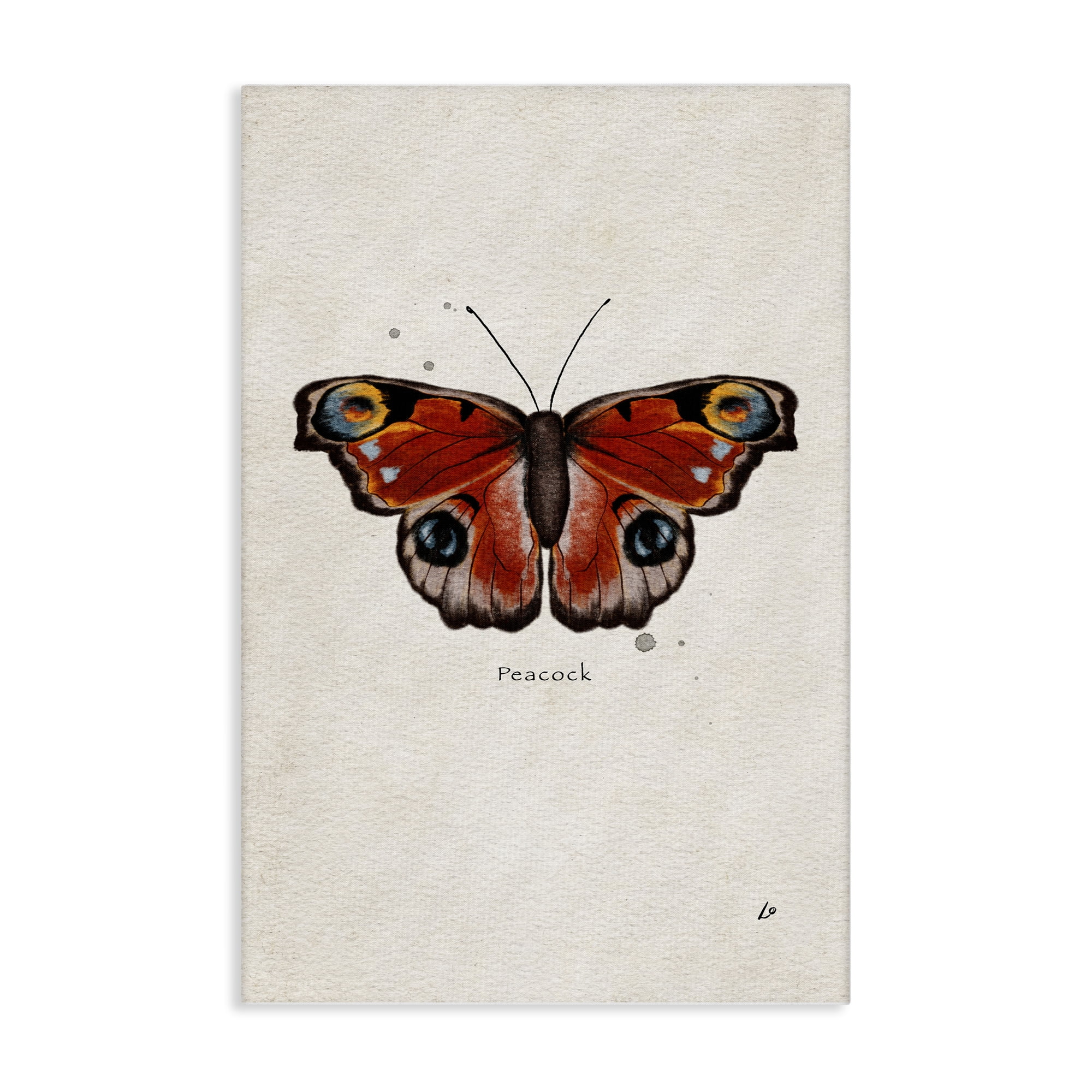 Stupell Industries Peacock Butterfly Study Insects Painting Wrapped Canvas Art Print Wall Art, 24 x 36