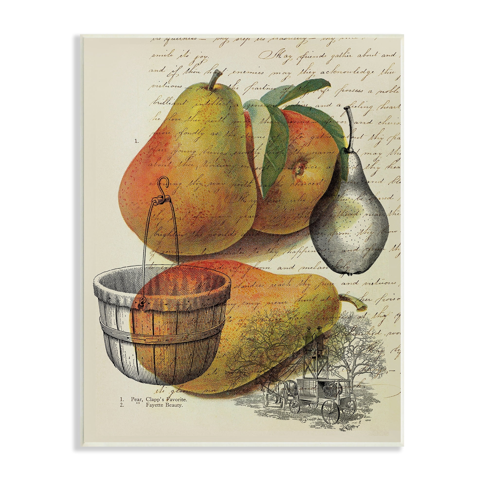 Stupell Industries Pear Fruit Harvest Illustration Vintage Text Passage, 10 x 15,Design by Daphne Polselli