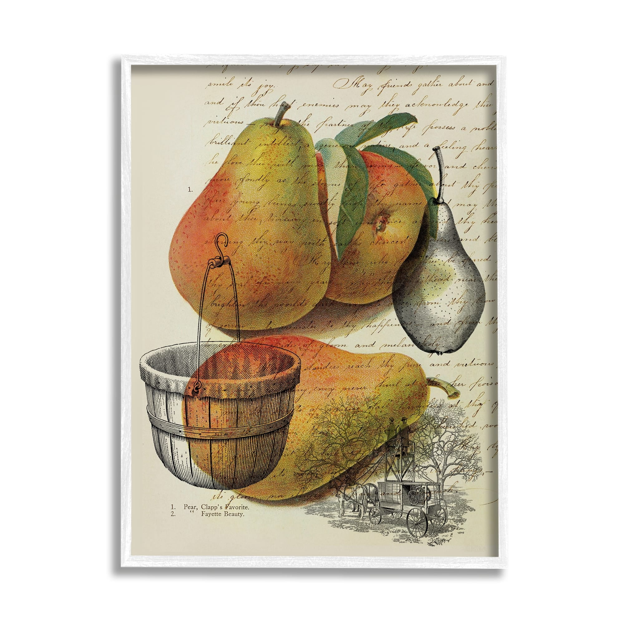 Stupell Industries Pear Fruit Harvest Illustration Vintage Text Passage, 16 x 20,Design by Daphne Polselli