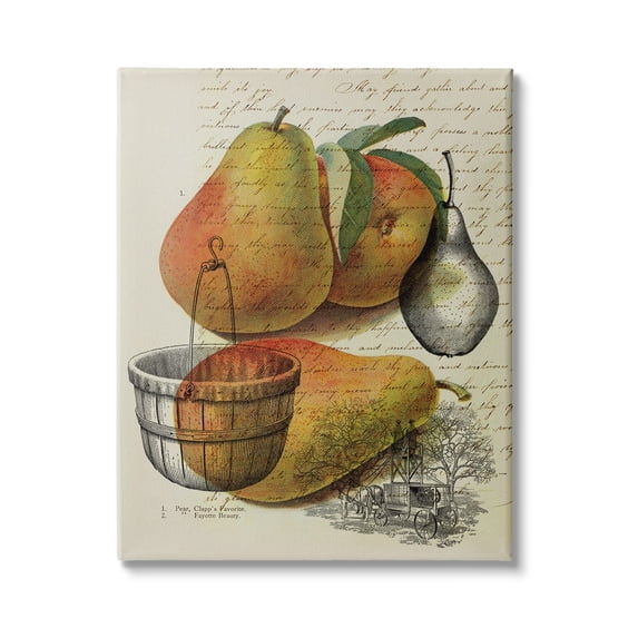 Stupell Industries Pear Fruit Harvest Illustration Vintage Text Passage, 36 x 48,Design by Daphne Polselli