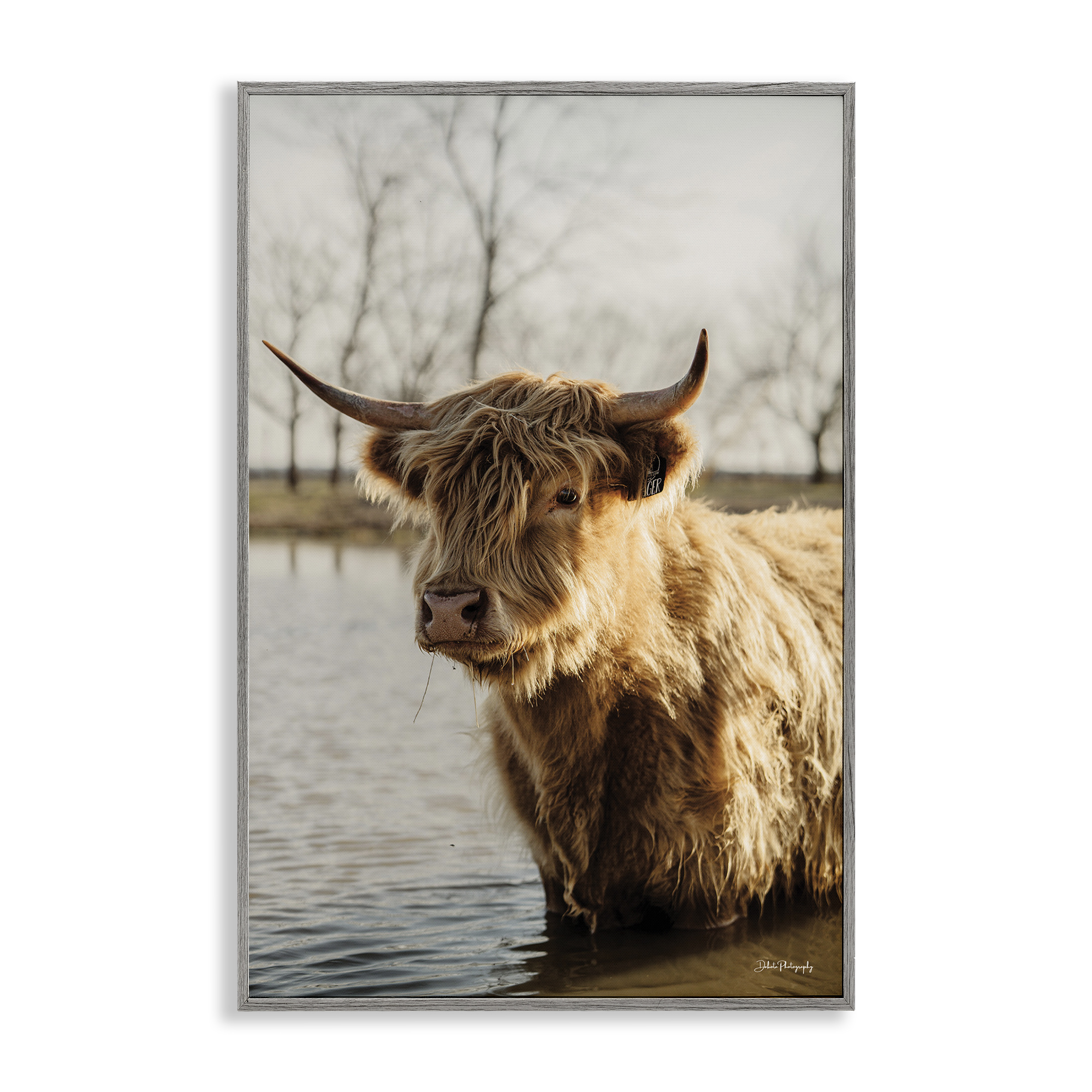 Stupell Industries Peering Cattle in Water Animals & Insects Photography Gray Framed Art Print Wall Art, 16 x 24