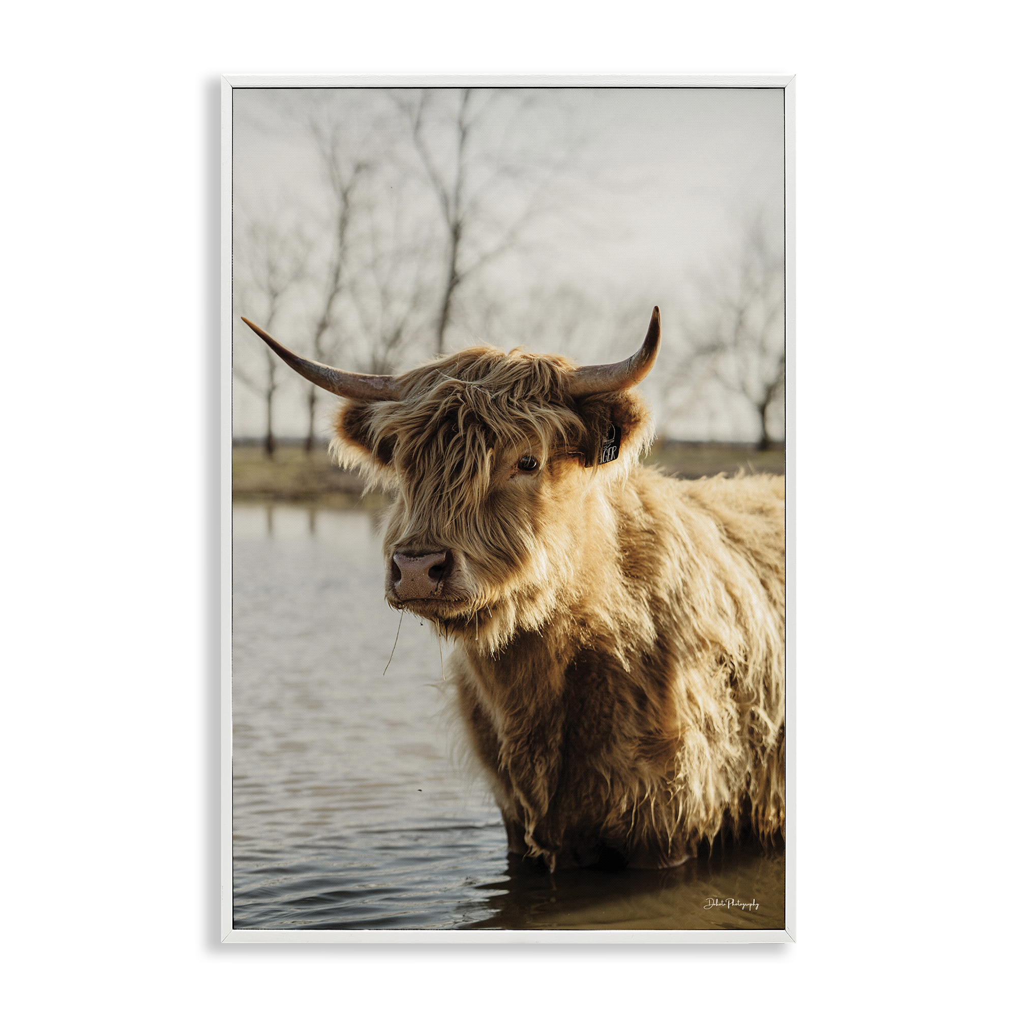 Stupell Industries Peering Cattle in Water Animals & Insects Photography White Framed Art Print Wall Art, 16 x 24