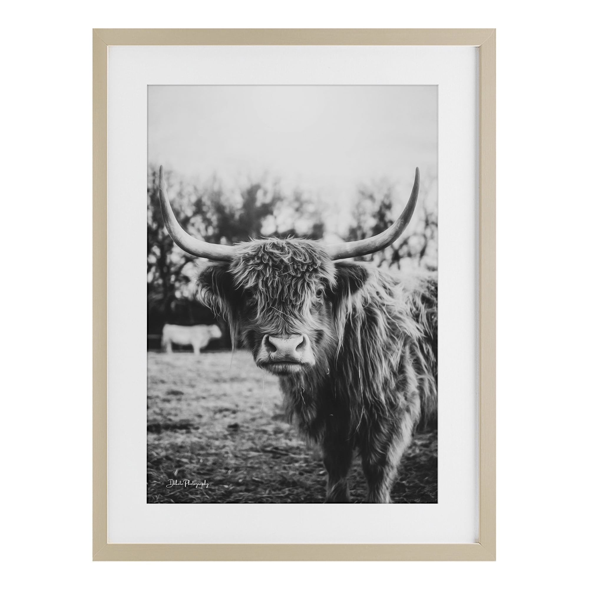 Stupell Industries Peering Highland Cattle Birch Framed Print Under Glass, design by Dakota Diener