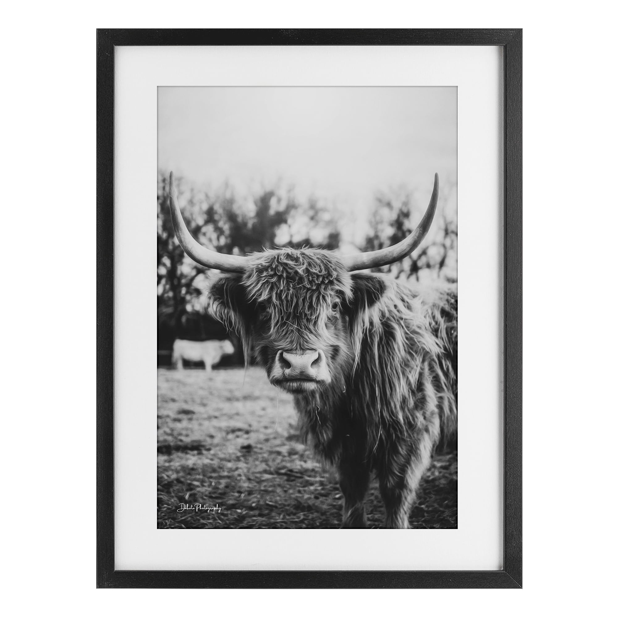 Stupell Industries Peering Highland Cattle Black Framed Print Under Glass, design by Dakota Diener