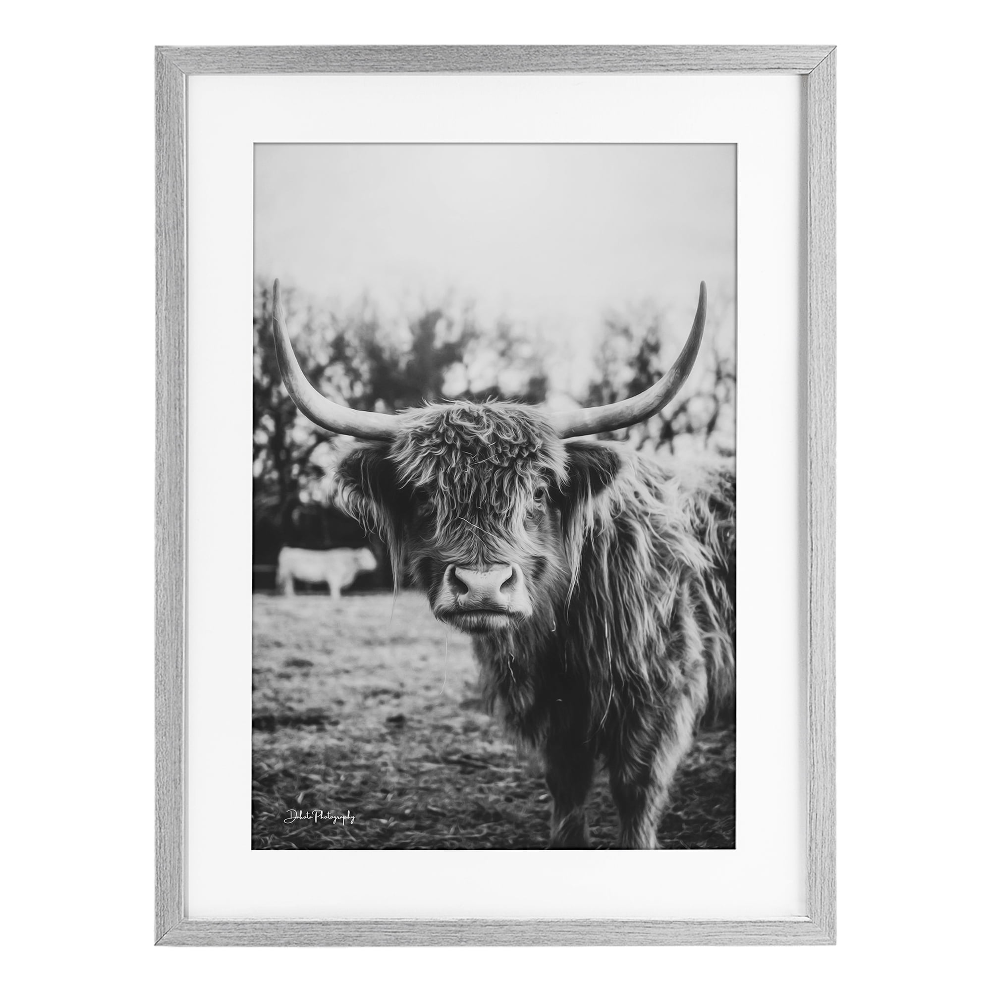 Stupell Industries Peering Highland Cattle Gray Framed Print Under Glass, design by Dakota Diener