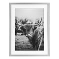 thumbnail image 1 of Stupell Industries Farmhouse Peering Highland Cattle Gray Framed Print Under Glass, 14 x 20, by Dakota Diener, 1 of 8