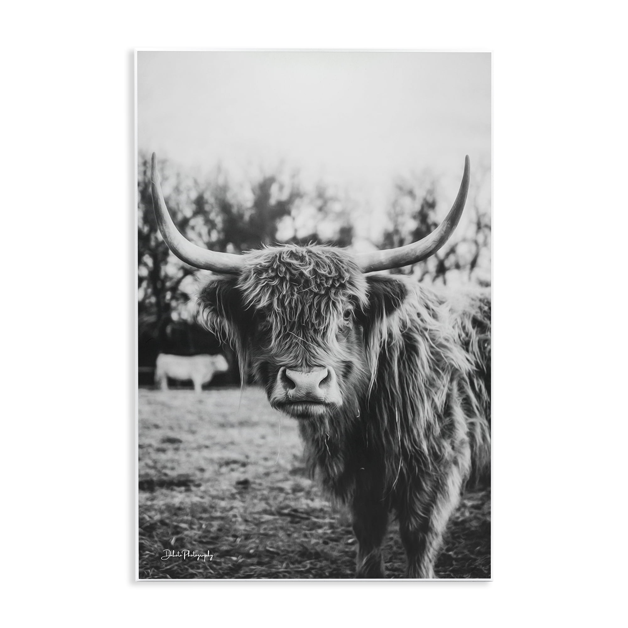 Stupell Industries Peering Highland Cattle Wall Plaque Art, design by Dakota Diener