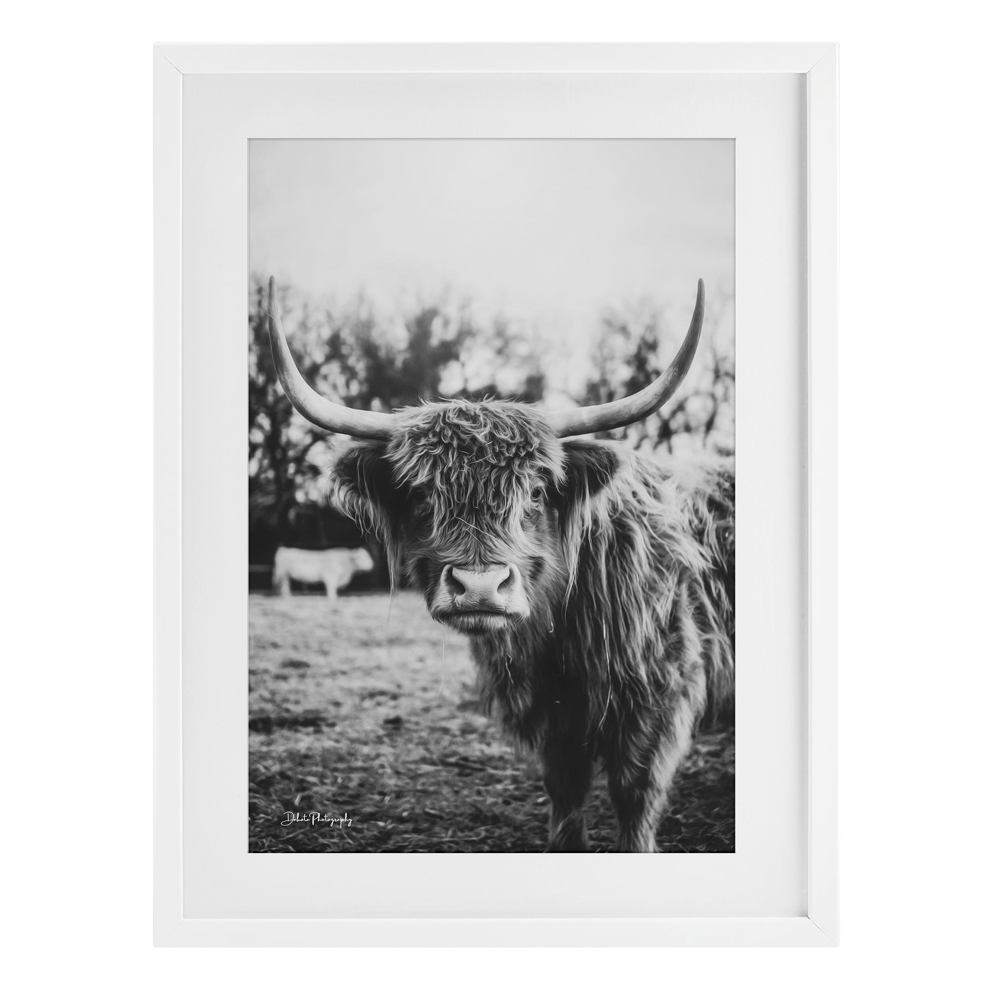 Stupell Industries Peering Highland Cattle White Framed Print Under Glass, design by Dakota Diener