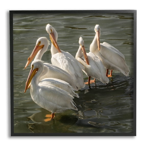 Stupell Industries Pelican Birds Standing Shallow Water Photograph Black Framed Art Print Wall Art, Design by David Lorenz