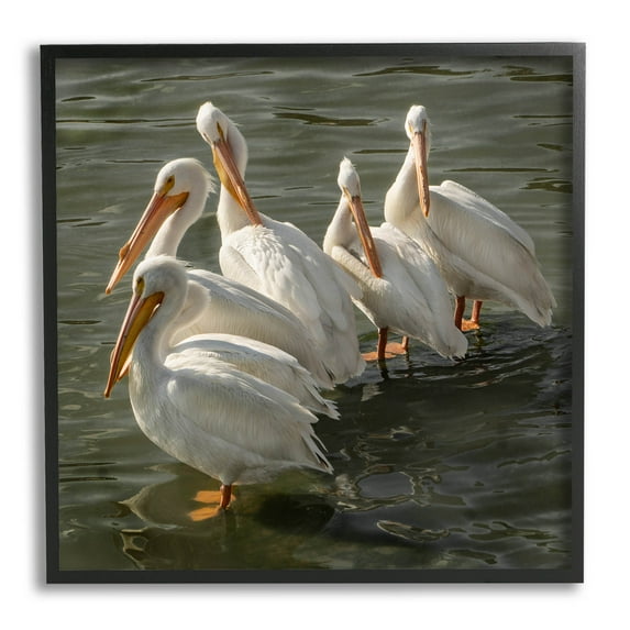 Stupell Industries Pelican Birds Standing Shallow Water Photograph Black Framed Art Print Wall Art, Design by David Lorenz