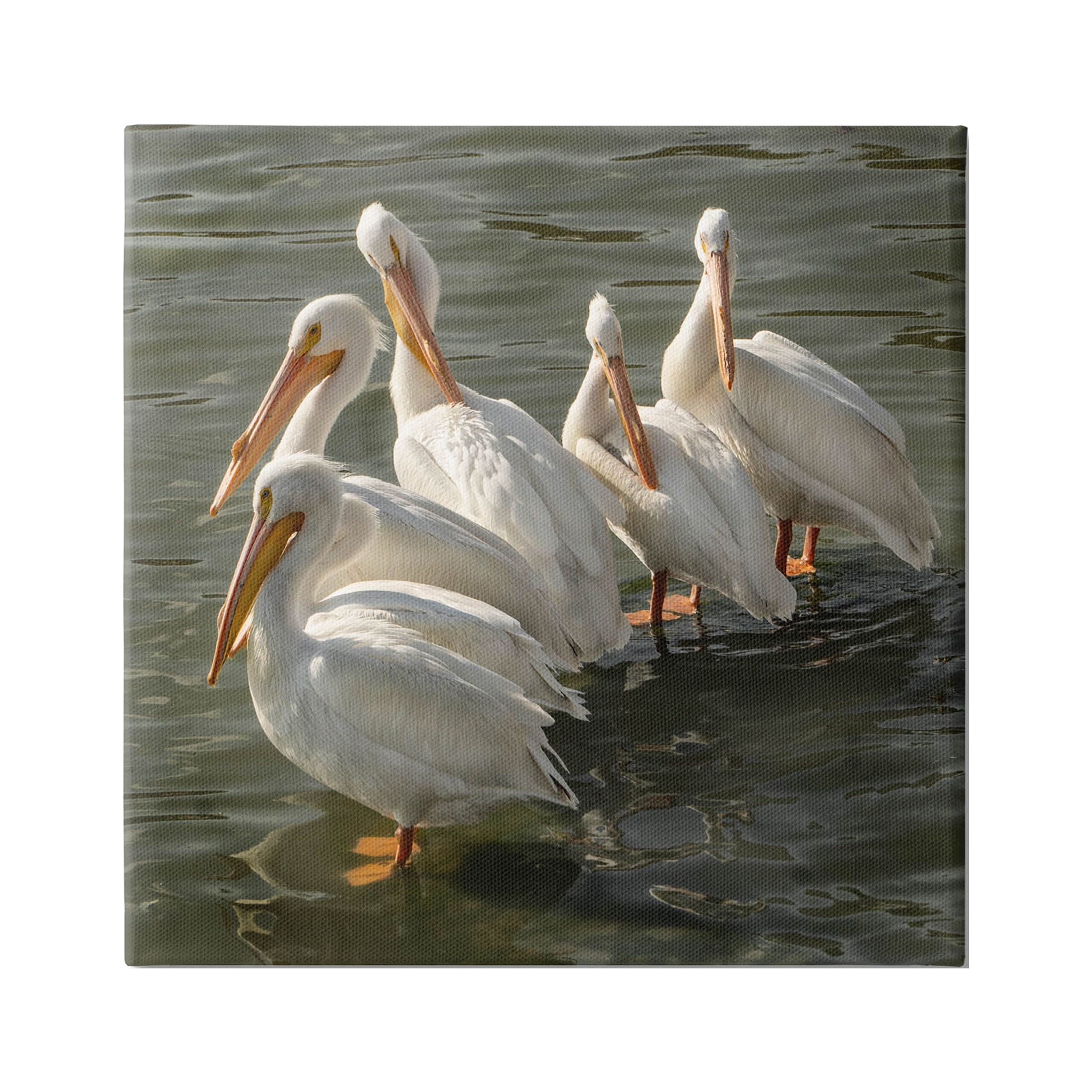 Stupell Industries Pelican Birds Standing Shallow Water Photograph Gallery Wrapped Canvas Print Wall Art, Design by David Lorenz
