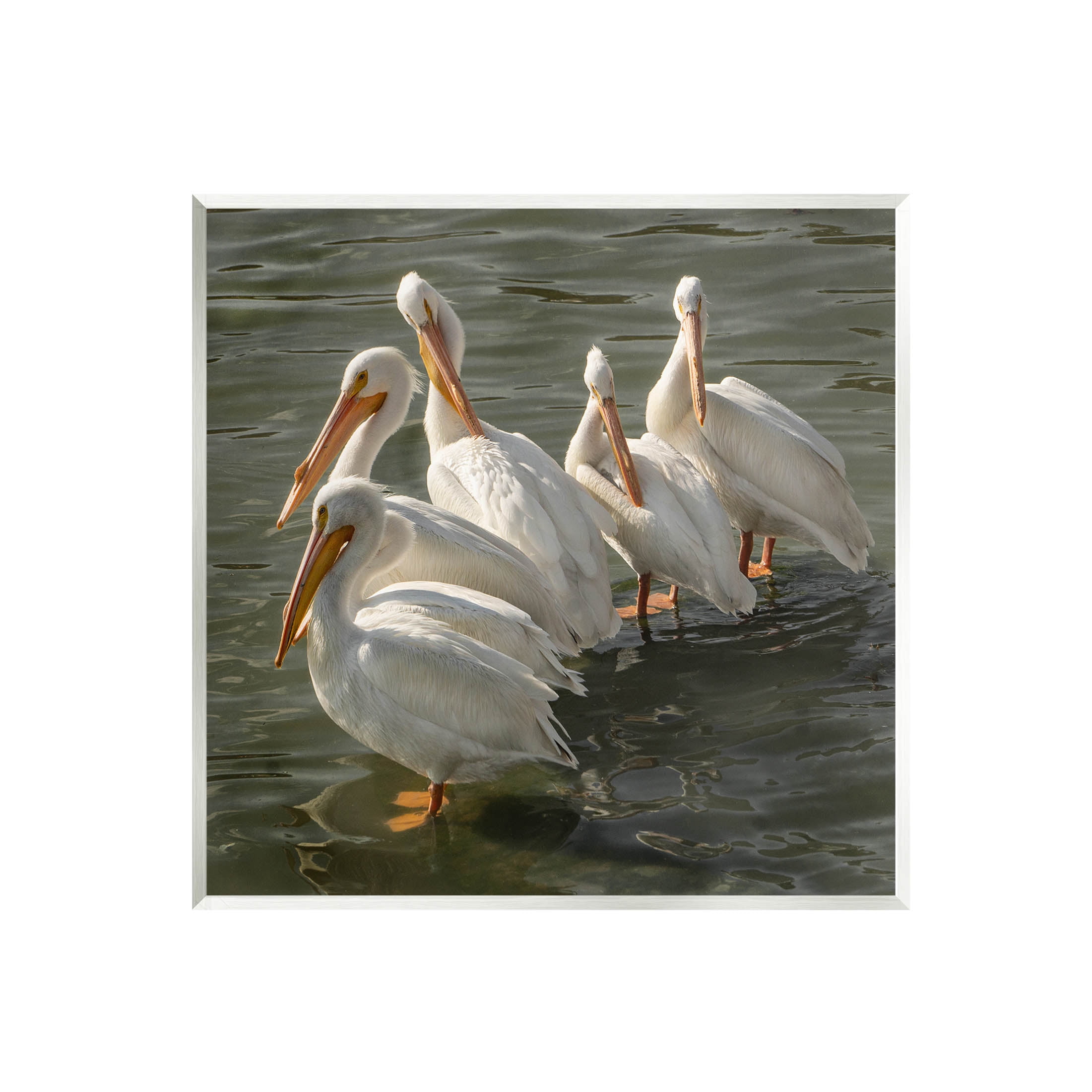 Stupell Industries Pelican Birds Standing Shallow Water Photograph Unframed Art Print Wall Art, Design by David Lorenz