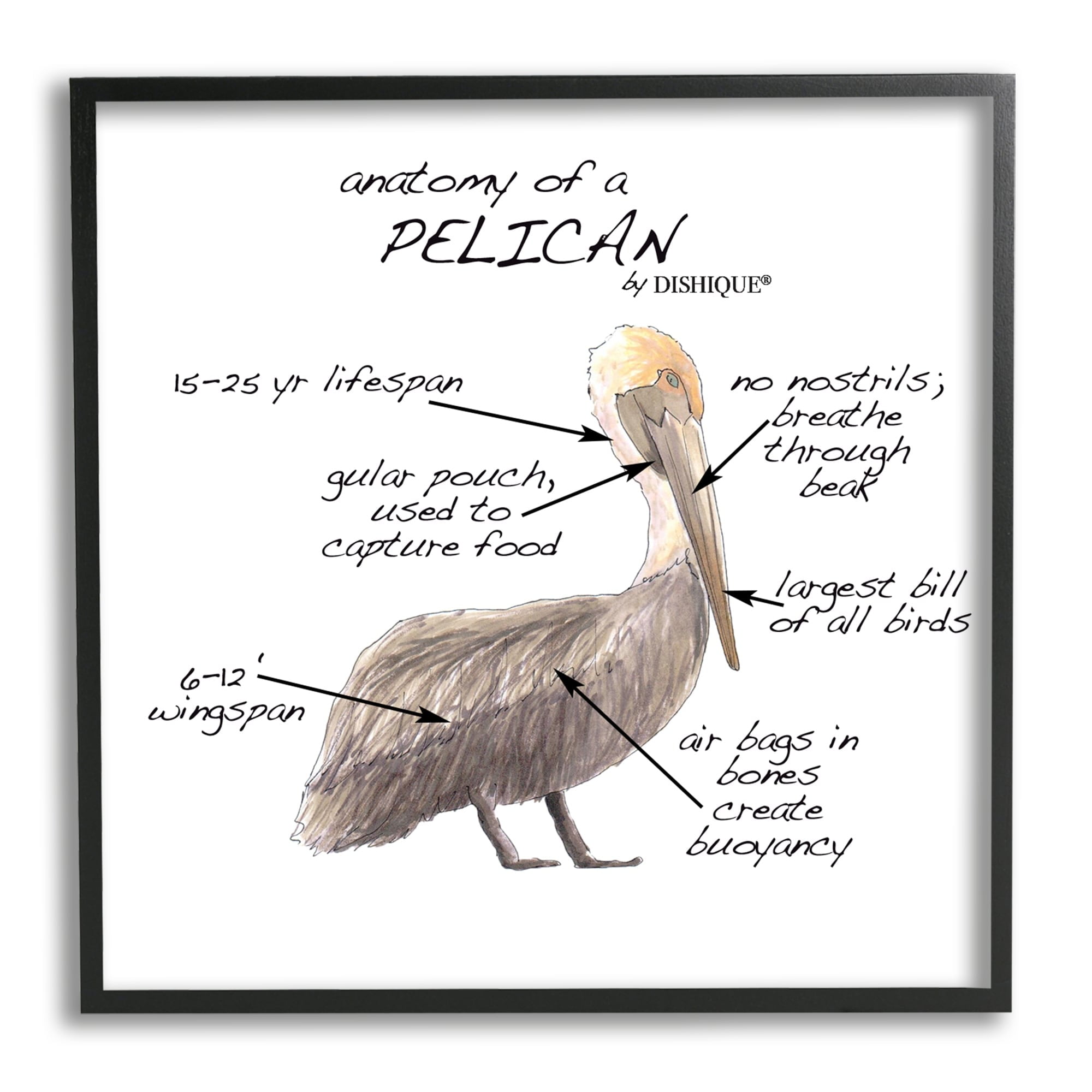 Stupell Industries Pelican Sea Bird Animal Educational Anatomy Diagram Graphic Art Black Framed Art Print Wall Art, Design by Dishique
