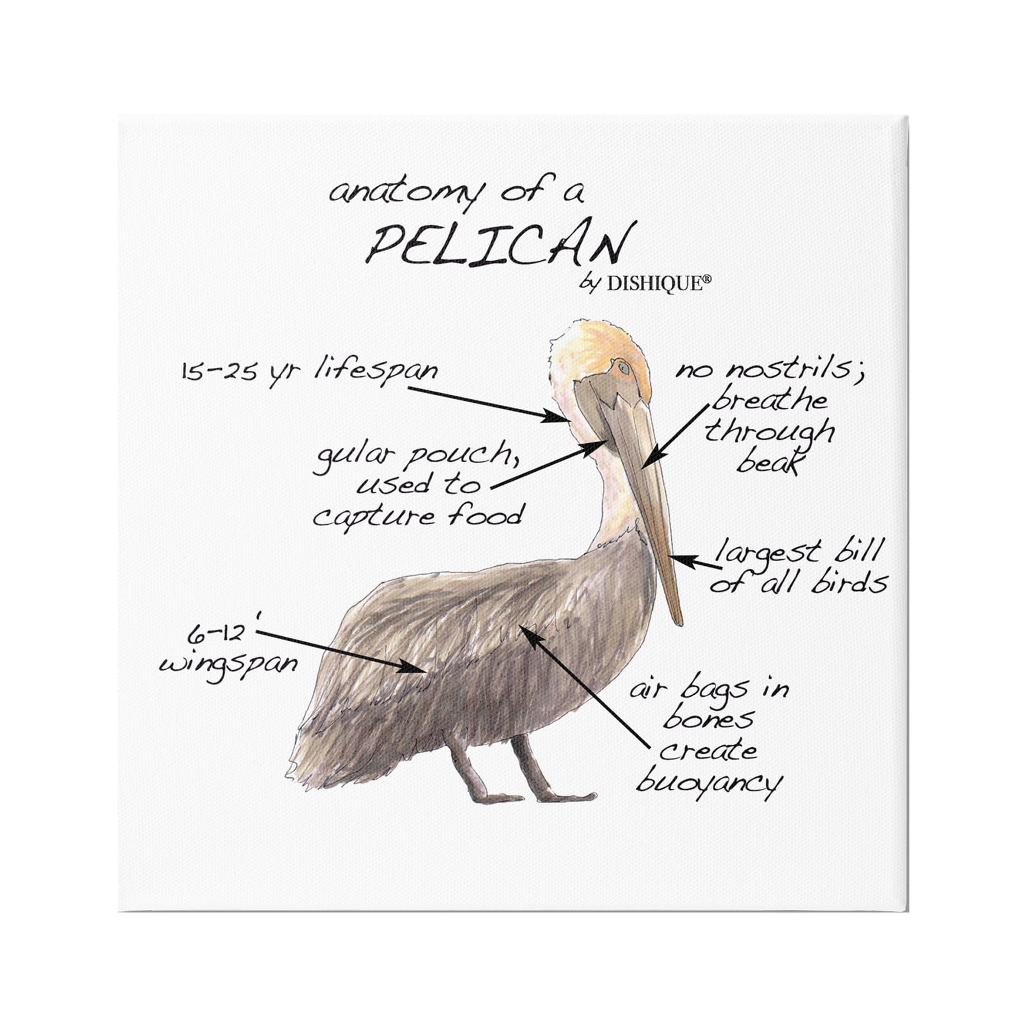 Stupell Industries Pelican Sea Bird Animal Educational Anatomy Diagram Graphic Art Gallery Wrapped Canvas Print Wall Art, Design by Dishique