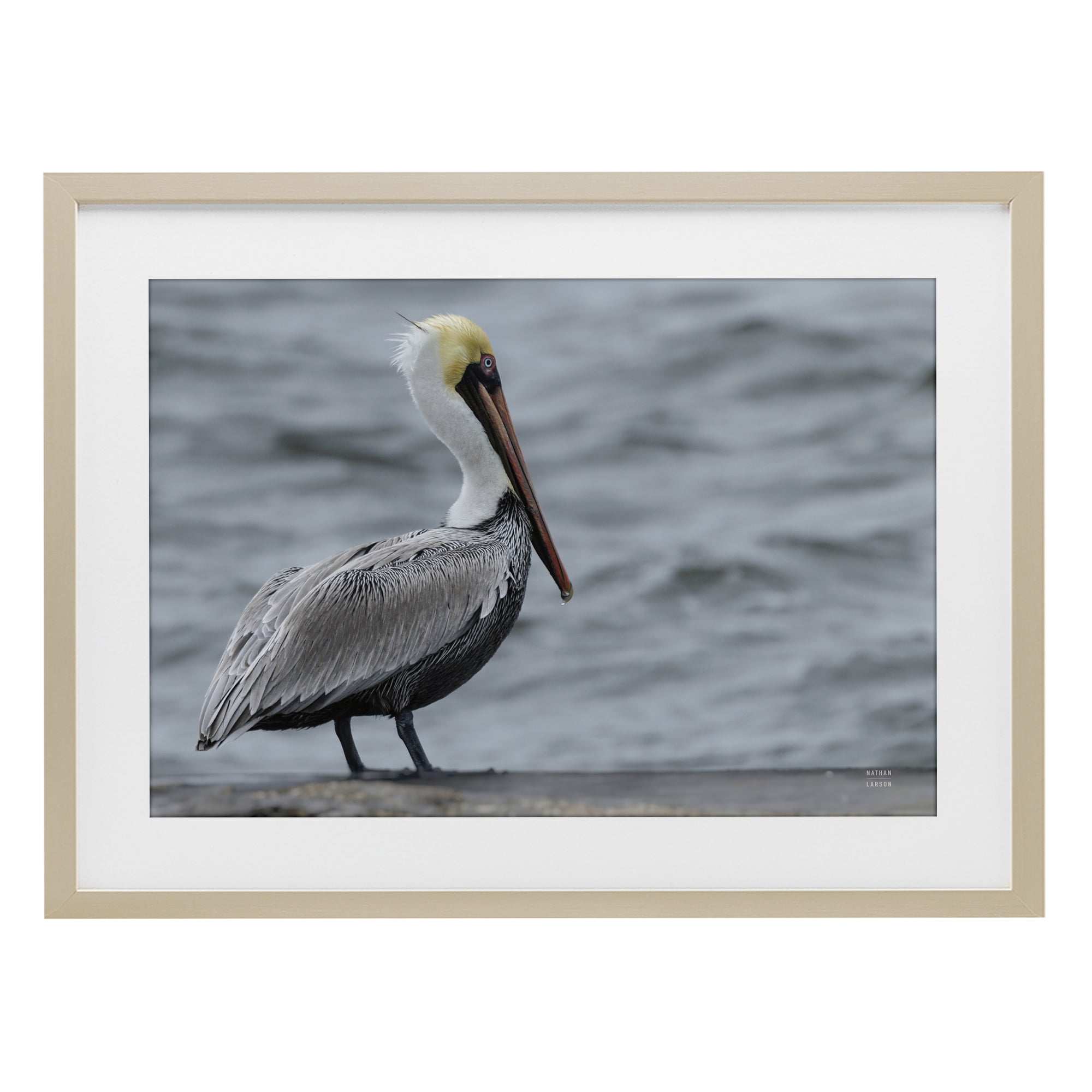 Stupell Industries Pelican Watch Photography Birch Framed Print Under Glass, design by Nathan Larson