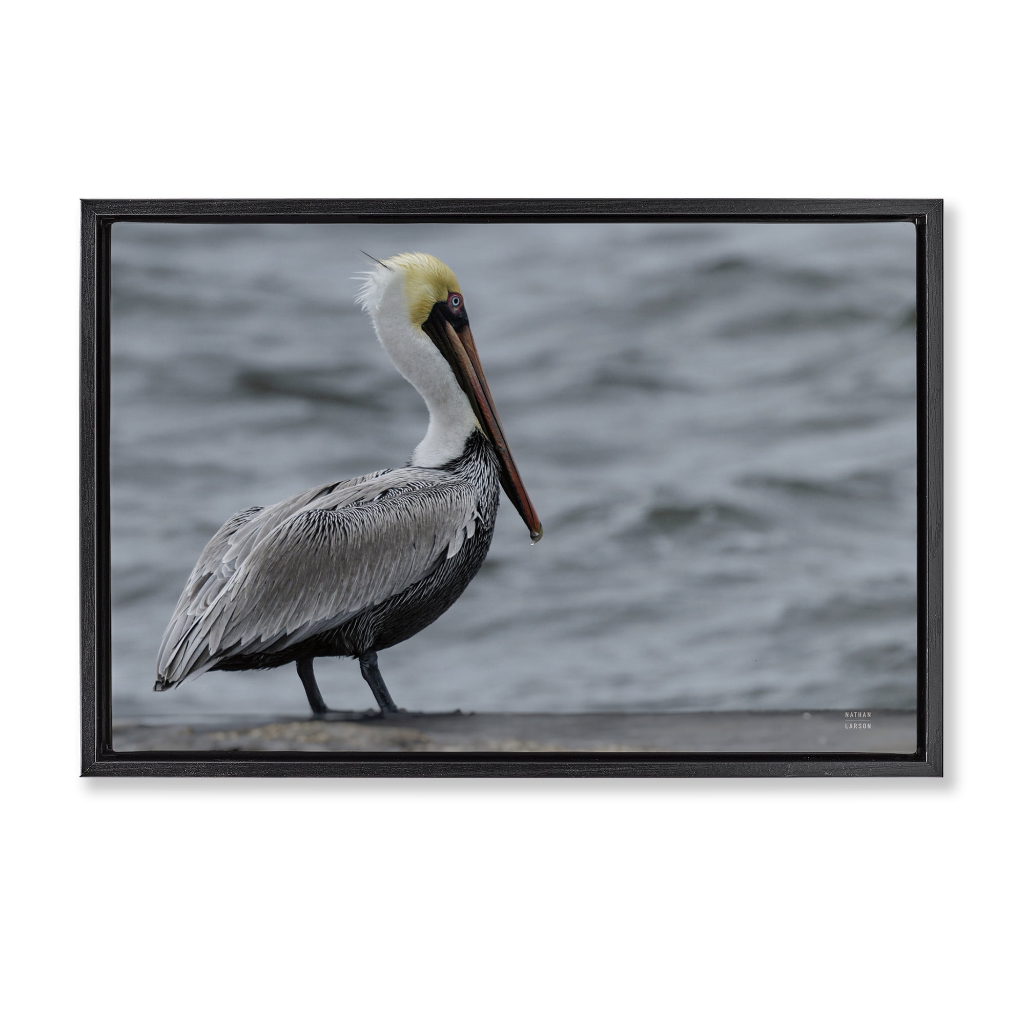 Stupell Industries Pelican Watch Photography Black Framed Floater Canvas Wall Art, design by Nathan Larson