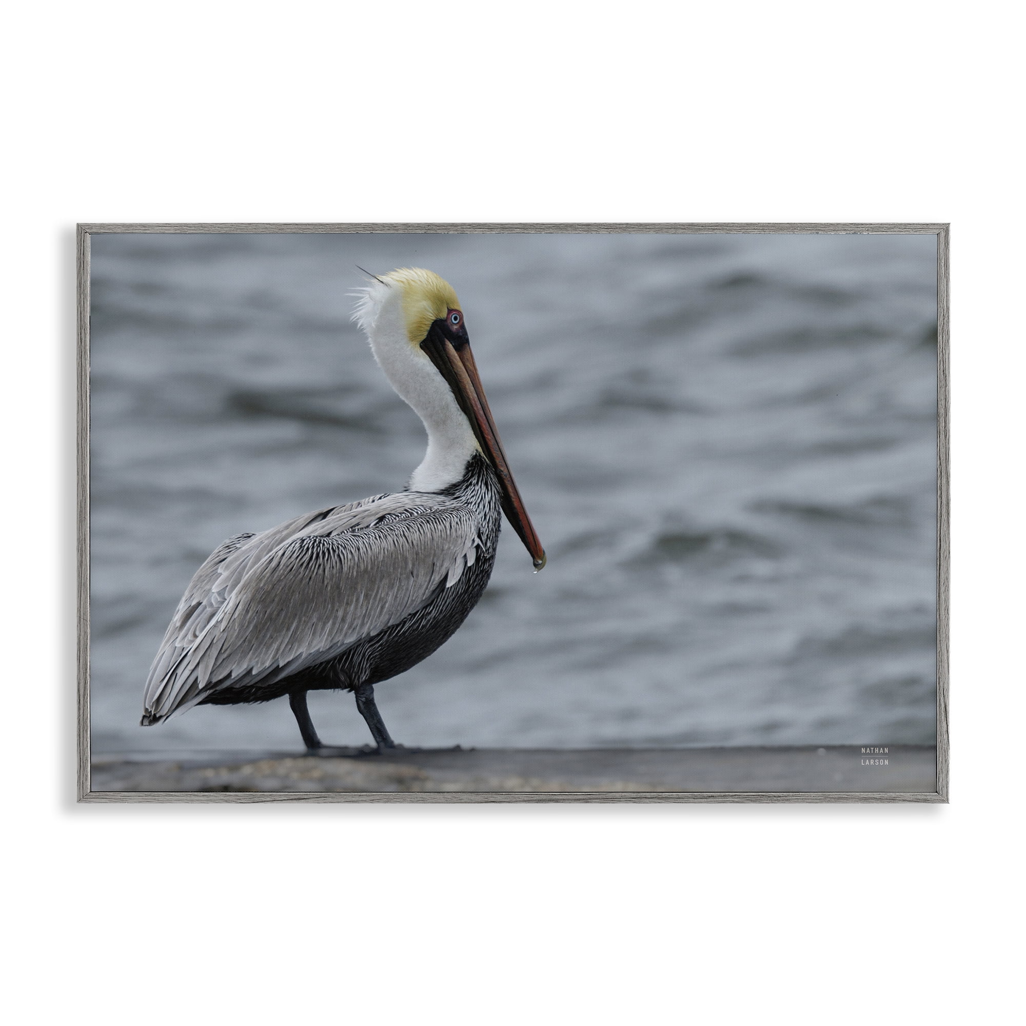 Stupell Industries Pelican Watch Photography Gray Framed Giclee Art, design by Nathan Larson