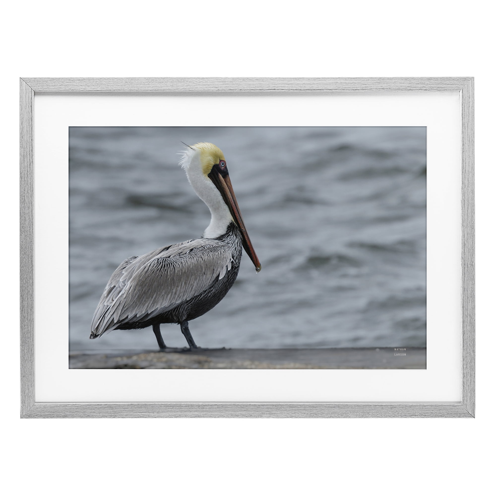 Stupell Industries Pelican Watch Photography Gray Framed Print Under Glass, design by Nathan Larson