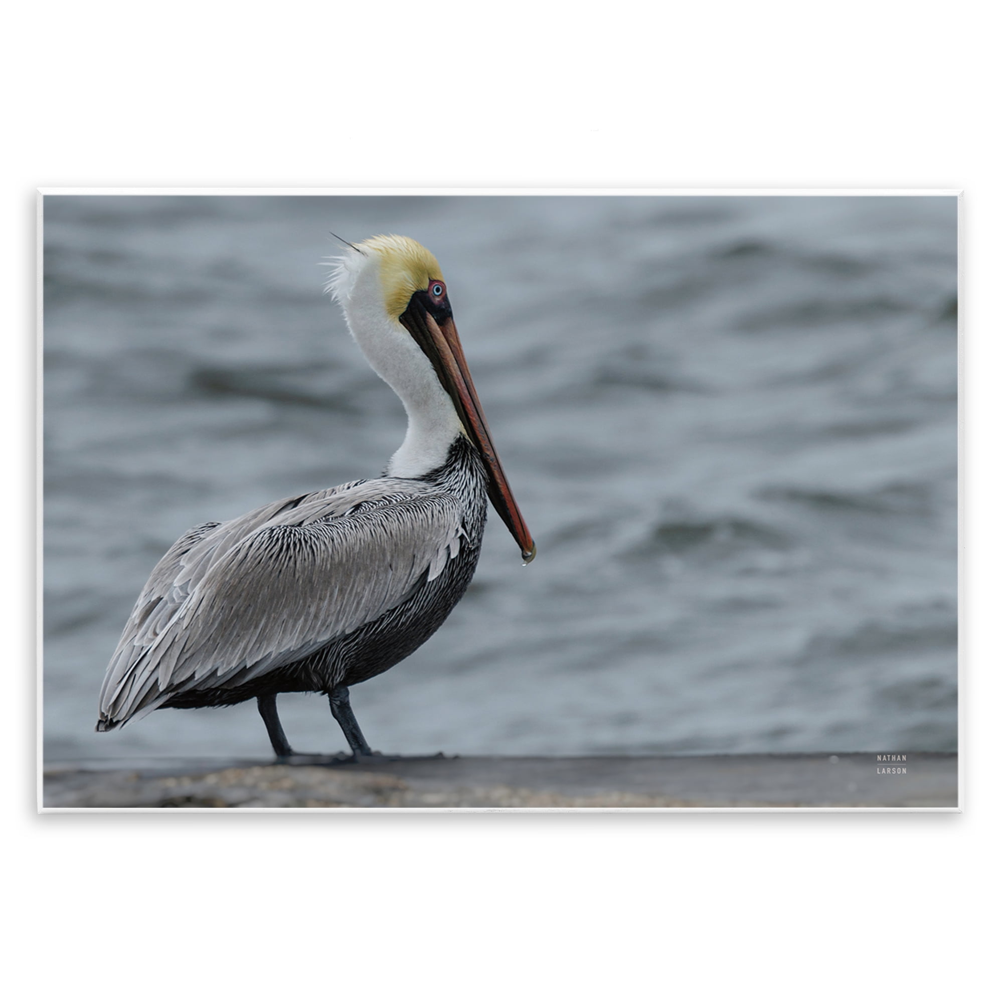 Stupell Industries Pelican Watch Photography Wall Plaque Art, design by Nathan Larson