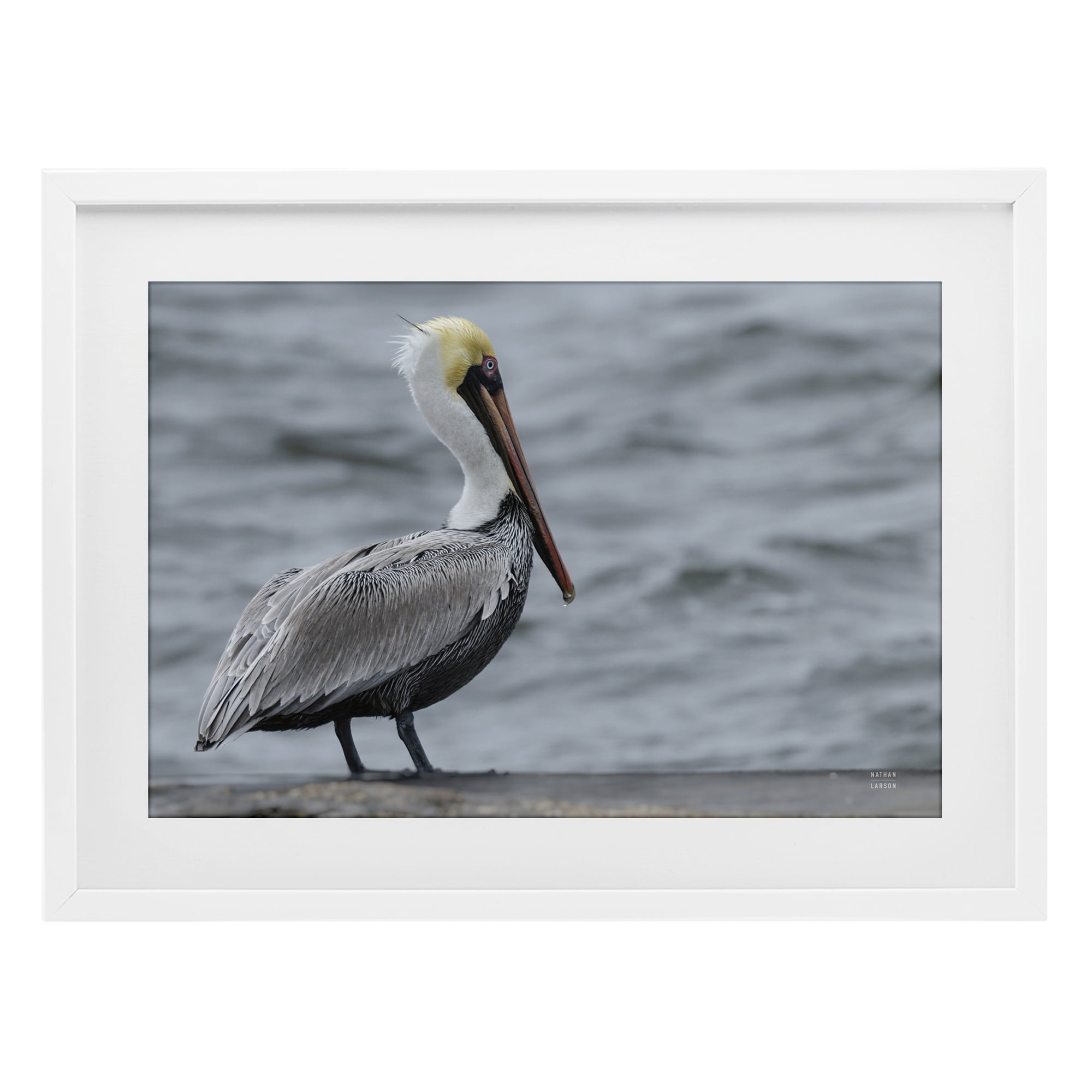 Stupell Industries Pelican Watch Photography White Framed Print Under Glass, design by Nathan Larson