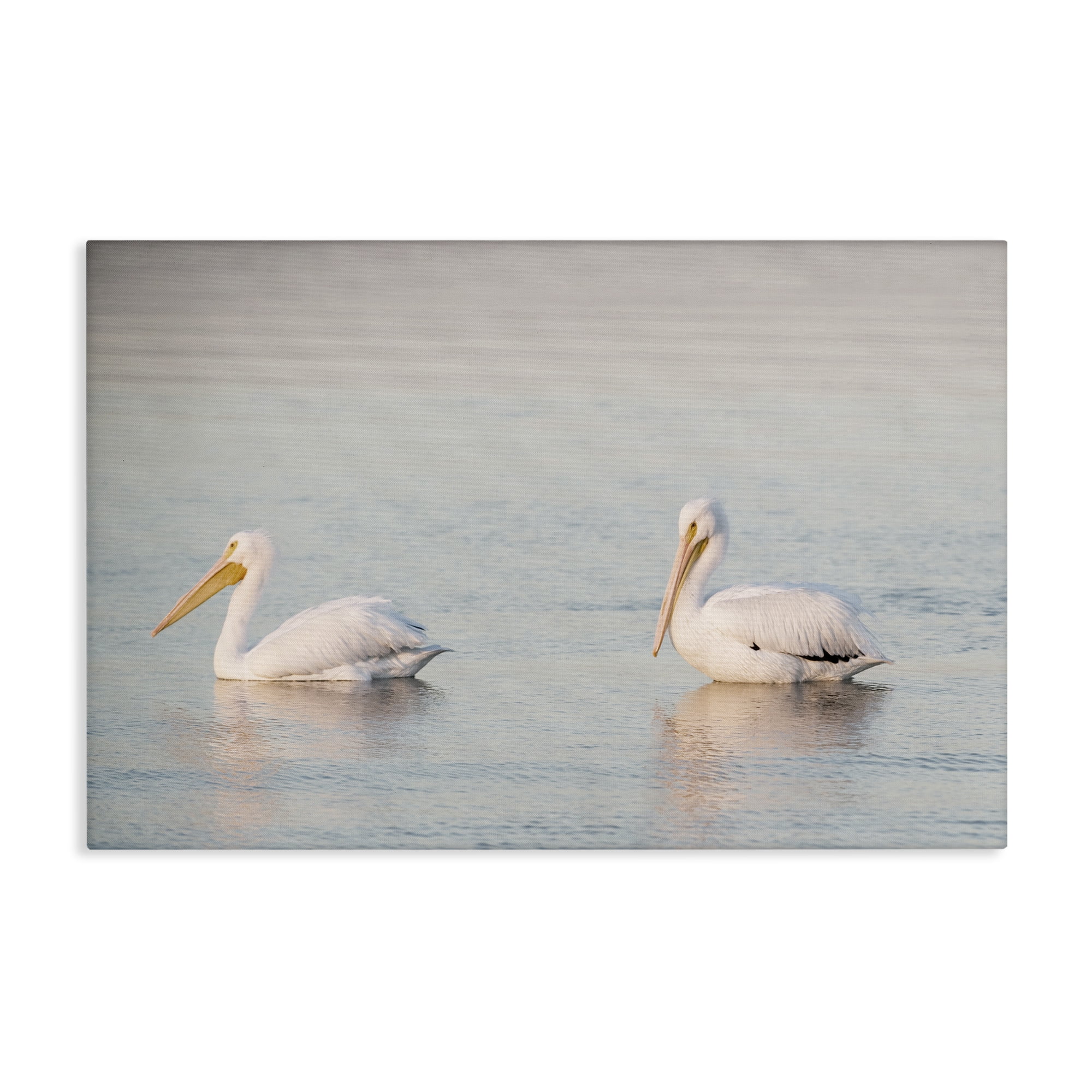 Stupell Industries Pelicans on Calm Waters Animals Photography Wrapped Canvas Art Print Wall Art, 30 x 20