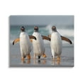 thumbnail image 1 of Stupell Industries Penguin Trio on Beach Animals & Insects Photography Gallery Wrapped Canvas Art Print Wall Art, 48 x 36, 1 of 8