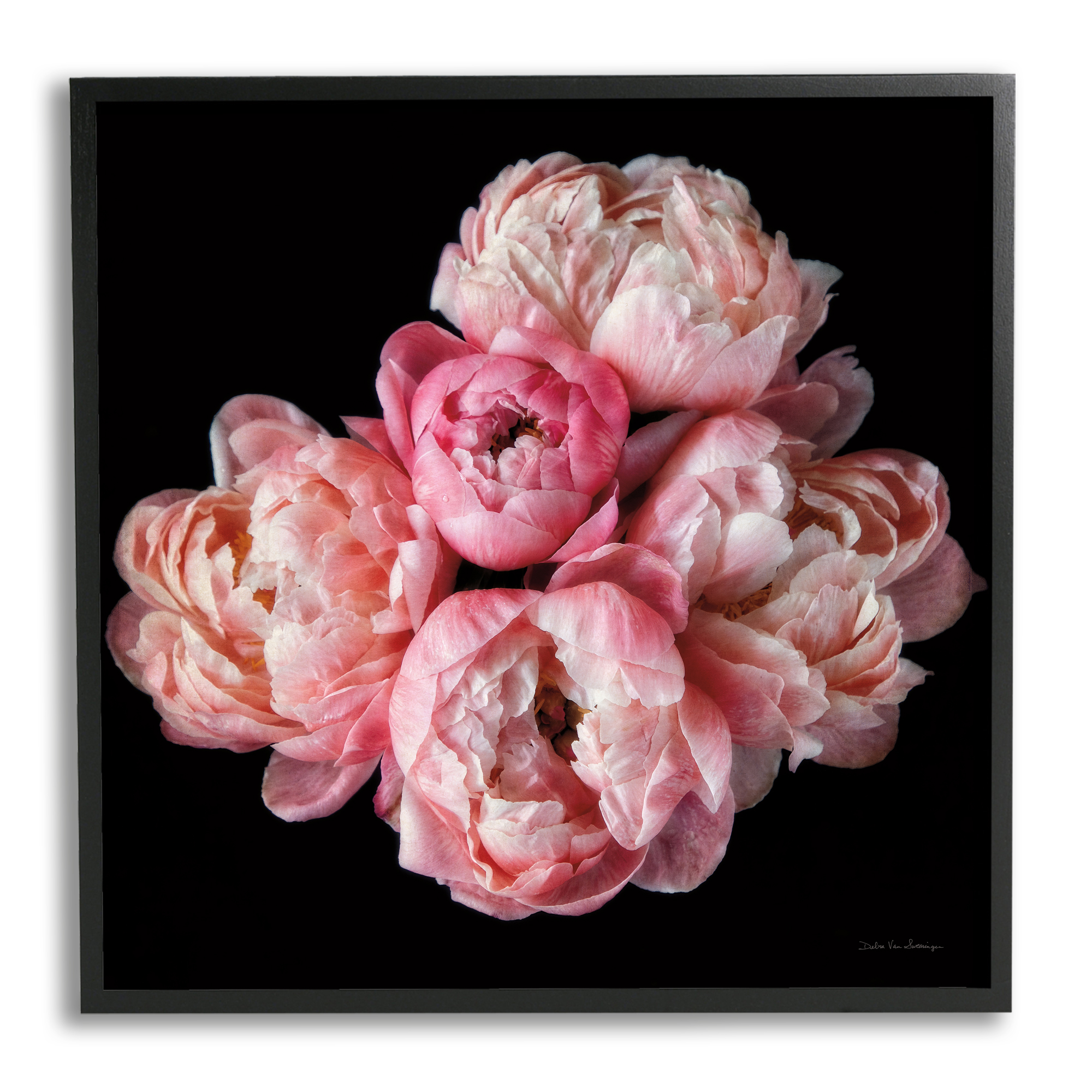 Stupell Industries Peonies on Black Botanical & Floral Photography Black Framed Art Print Wall Art, 17 x 17