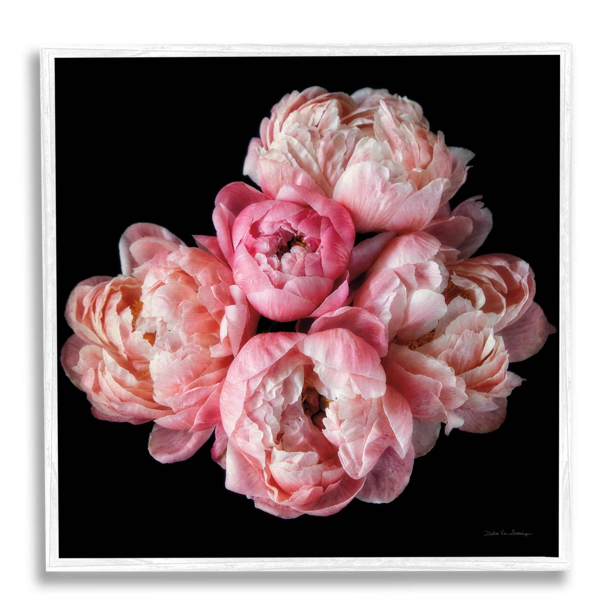 Stupell Industries Peonies on Black Botanical & Floral Photography White Framed Art Print Wall Art, 12 x 12
