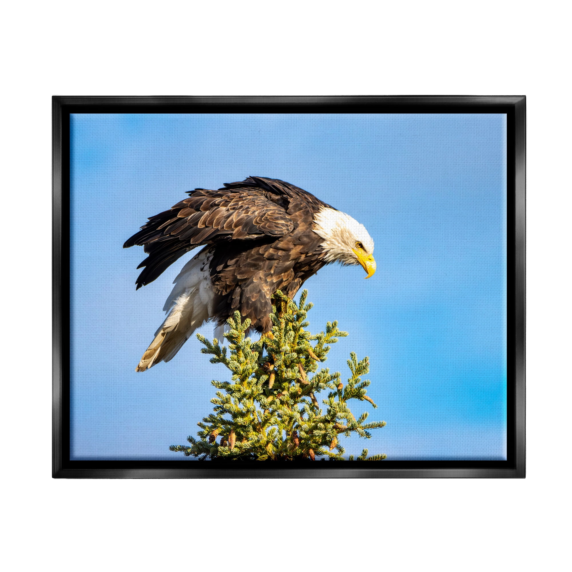 Stupell Industries Perched Eagle Photography Animals & Insects Photography Black Floater Framed Canvas Art Print Wall Art, 31 x 25