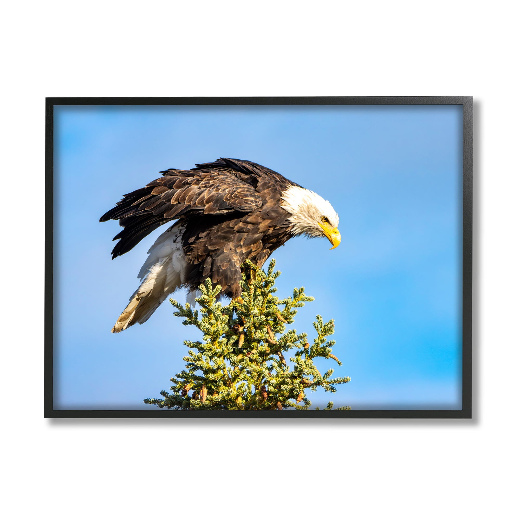 Stupell Industries Perched Eagle Photography Animals & Insects Photography Black Framed Art Print Wall Art, 14 x 11