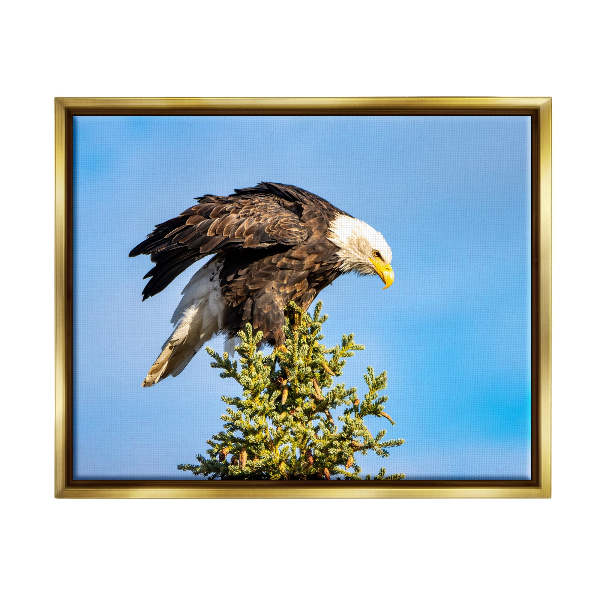 Stupell Industries Perched Eagle Photography Animals & Insects Photography Gold Floater Framed Canvas Art Print Wall Art, 21 x 17