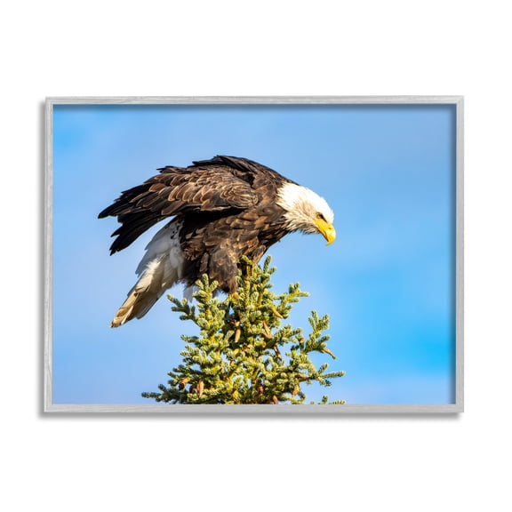 Stupell Industries Perched Eagle Photography Animals & Insects Photography Gray Framed Art Print Wall Art, 30 x 24