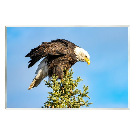 Stupell Industries Perched Eagle Photography Animals & Insects Photography Unframed Art Print Wall Art, 15 x 10