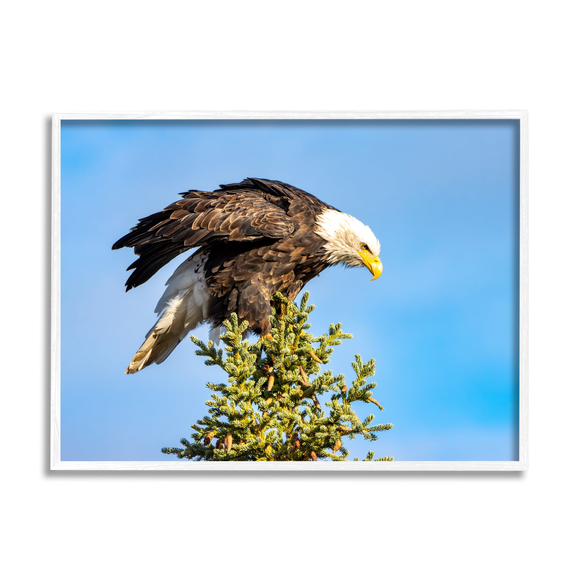 Stupell Industries Perched Eagle Photography Animals & Insects Photography White Framed Art Print Wall Art, 30 x 24