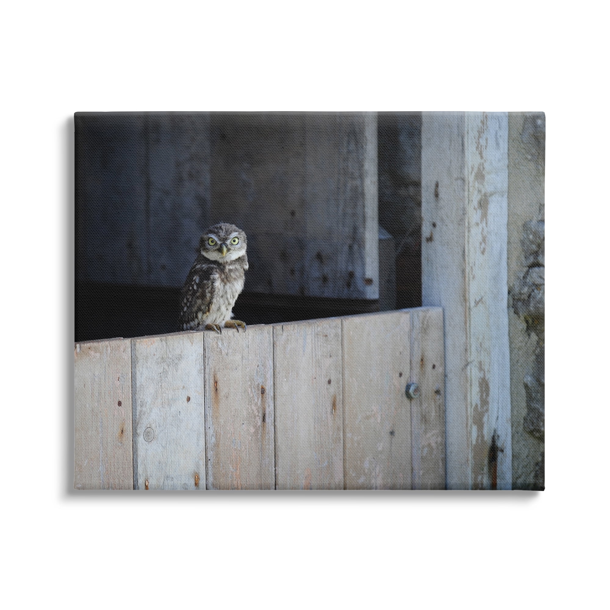 Stupell Industries Perched Owl Rural Barn Ledge Wildlife Photography Photograph Gallery Wrapped Canvas Print Wall Art, Design by James Dobson