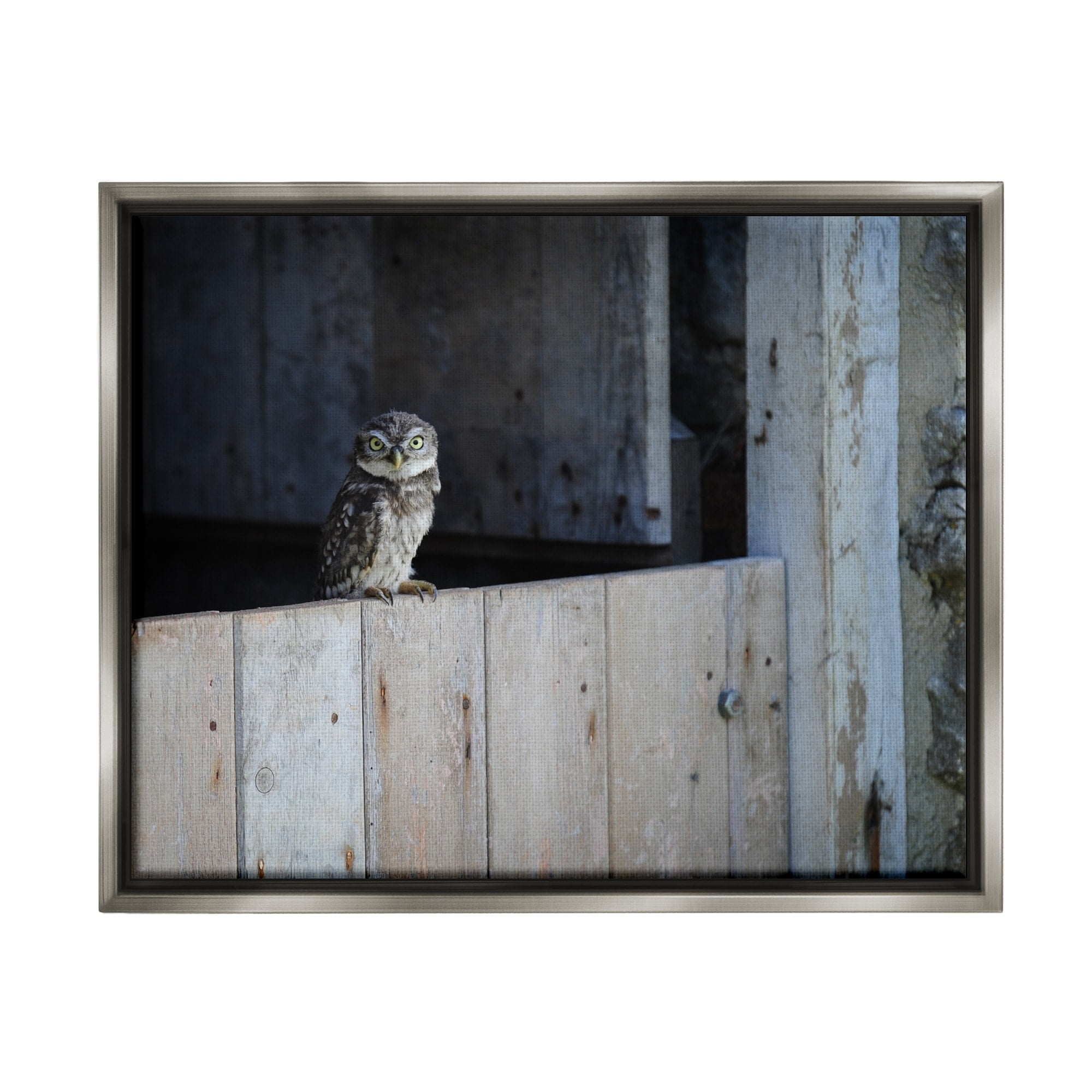 Stupell Industries Perched Owl Rural Barn Ledge Wildlife Photography Photograph Luster Gray Floating Framed Canvas Print Wall Art, Design by James Dobson