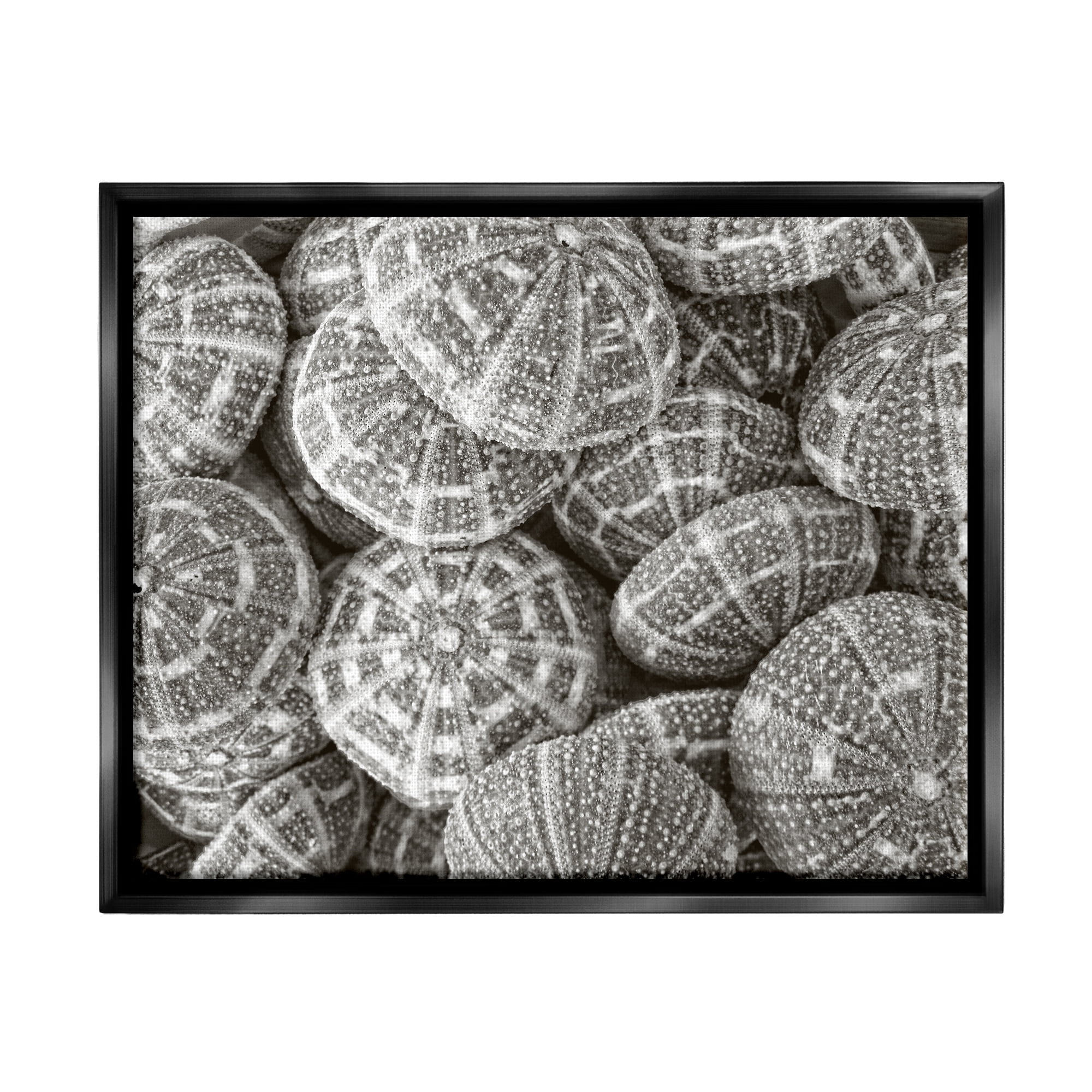 Stupell Industries Pewter Sea Urchins Photography Animals & Insects Photography Black Floater Framed Art Print Wall Art, 31 x 25