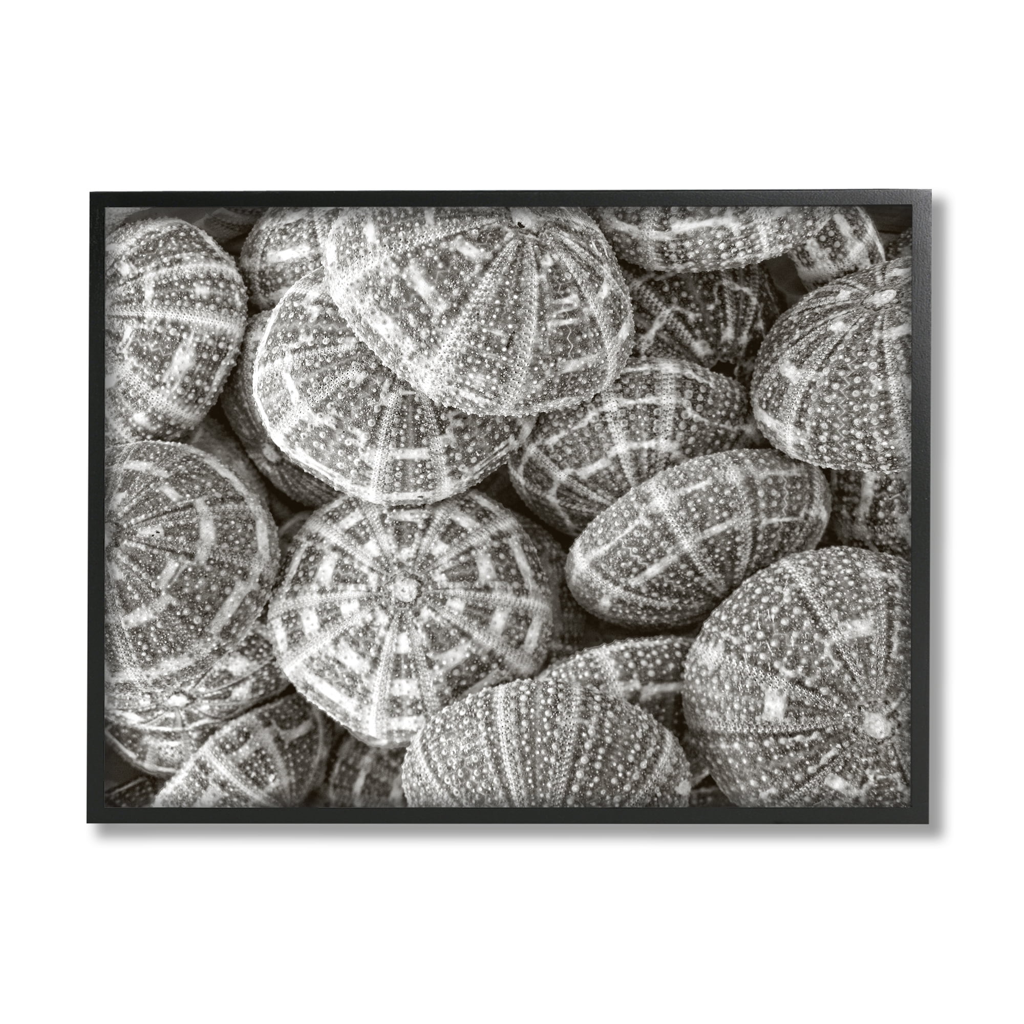 Stupell Industries Pewter Sea Urchins Photography Animals & Insects Photography Black Framed Art Print Wall Art, 20 x 16