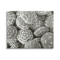Stupell Industries Pewter Sea Urchins Photography Animals & Insects Photography Gallery Wrapped Canvas Print Wall Art, 20 x 16